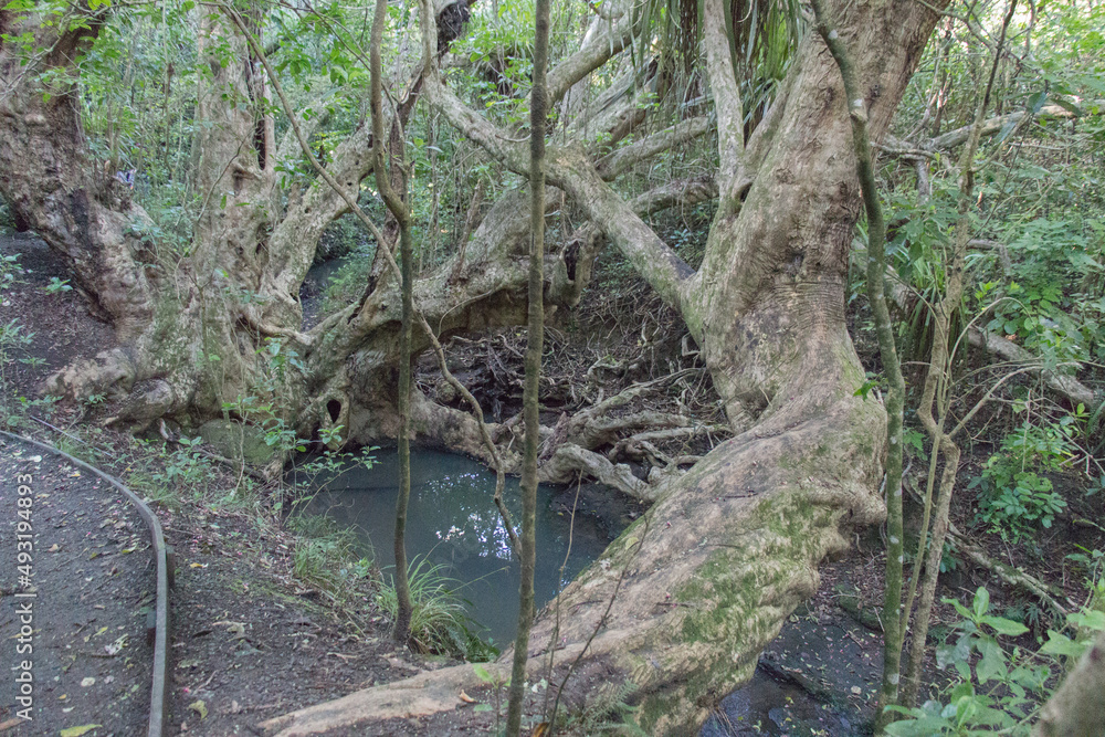 Massive tree trunk in New Zealand bush. Massive tree trunk in New Zealand bush.