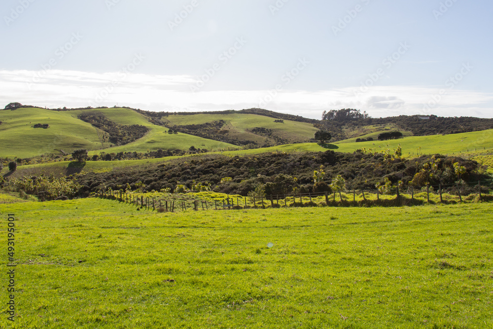 Green grass hills at Shakespear Regional Park, New Zealand.