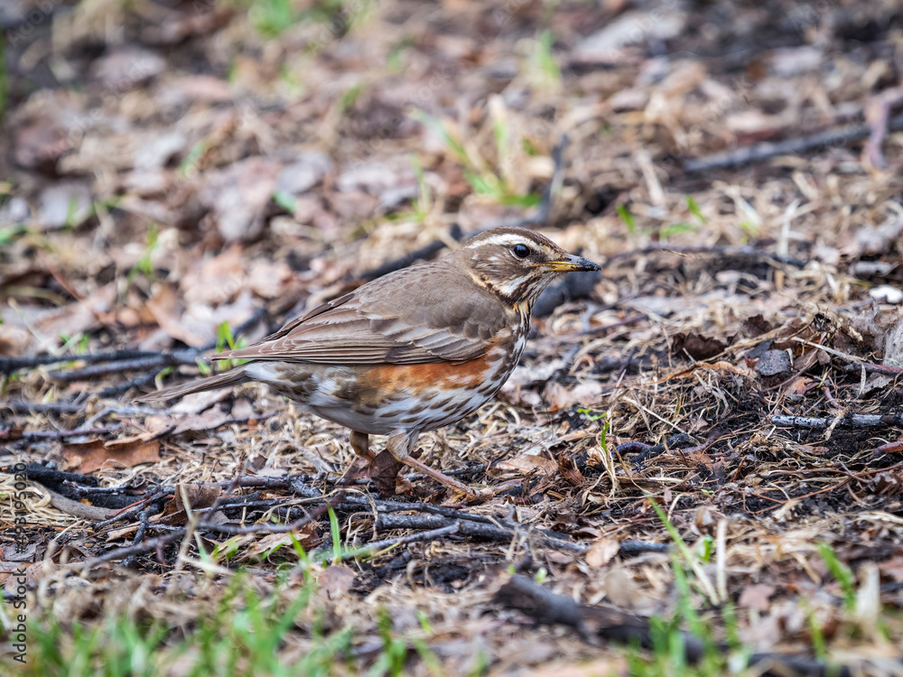 Wood bird Redwing, Turdus iliacus, on a sprng lawn. Wood bird Redwing, Turdus iliacus, on a sprng lawn.