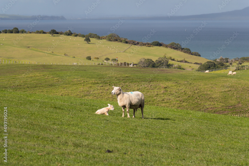 Obraz premium White sheep and her newborn lamb on green grass hill at Shakespear Regional Park, New Zealand.
