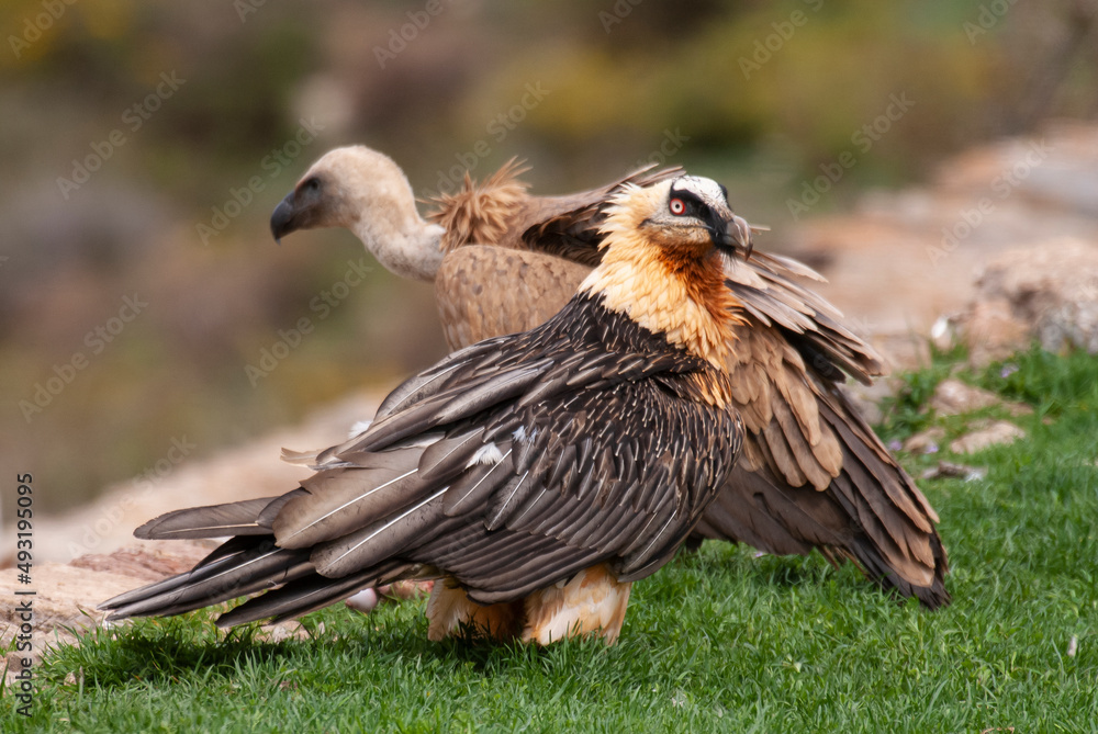 Gypaète barbu,.Gypaetus barbatus, Bearded Vulture, Vautour fauve,.Gyps fulvus, Griffon Vulture Gypaète barbu,.Gypaetus barbatus, Bearded Vulture, Vautour fauve,.Gyps fulvus, Griffon Vulture