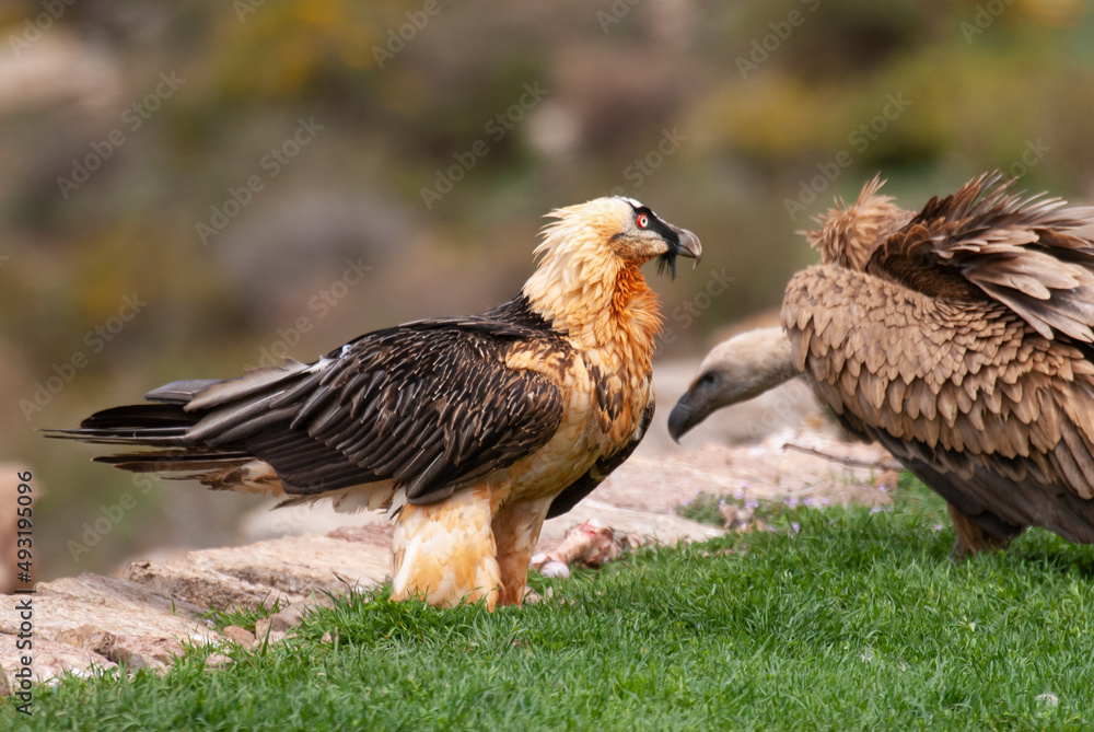 Gypaète barbu,.Gypaetus barbatus, Bearded Vulture, Vautour fauve,.Gyps fulvus, Griffon Vulture Gypaète barbu,.Gypaetus barbatus, Bearded Vulture, Vautour fauve,.Gyps fulvus, Griffon Vulture