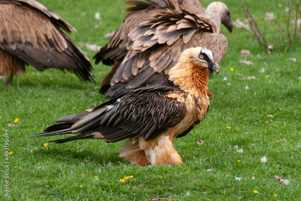 Fototapeta premium Gypaète barbu,.Gypaetus barbatus, Bearded Vulture, Vautour fauve,.Gyps fulvus, Griffon Vulture