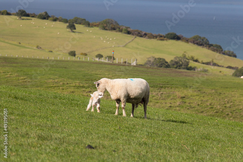 White sheep and her newborn lamb on green grass hill at Shakespear Regional Park  New Zealand.