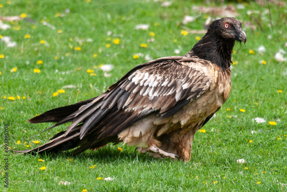 Fototapeta premium Gypaète barbu, .Gypaetus barbatus, Bearded Vulture