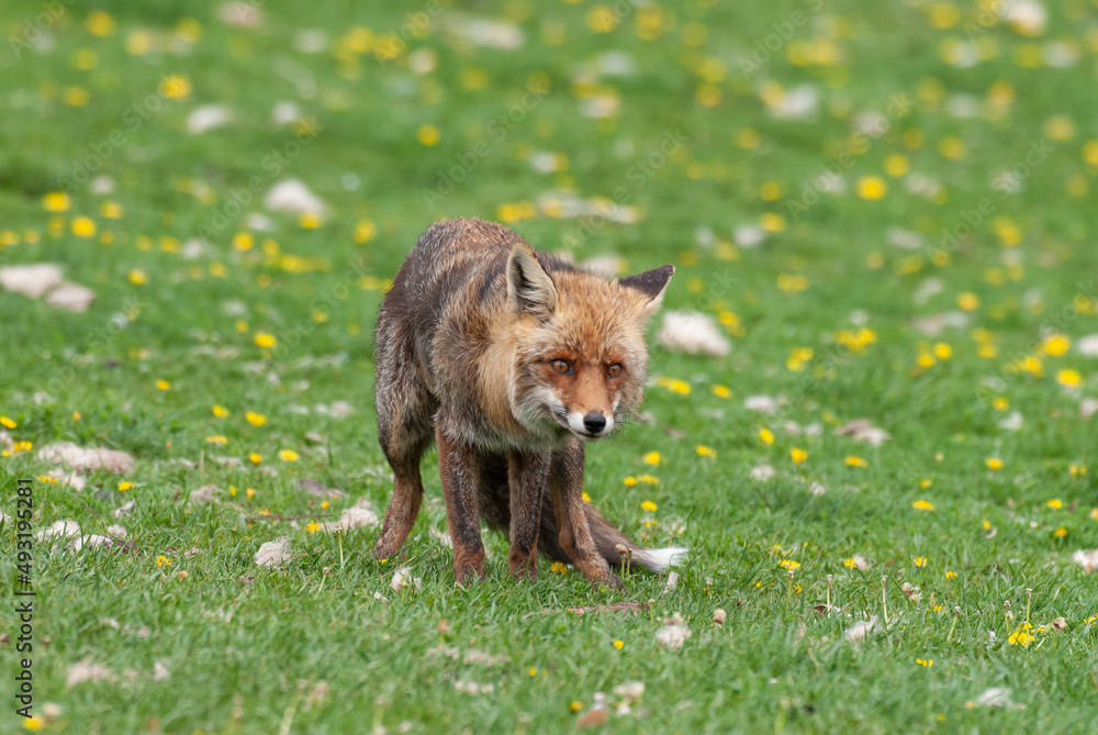 Fototapeta premium Renard roux, Vulpes vulpes