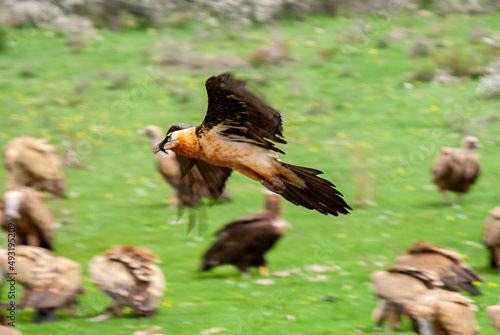 Gypa  te barbu  .Gypaetus barbatus  Bearded Vulture