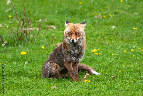 Renard roux, Vulpes vulpes