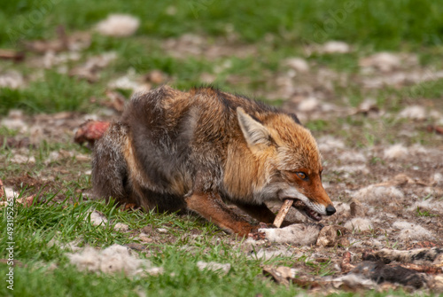 Wallpaper Mural Renard roux, Vulpes vulpes Torontodigital.ca