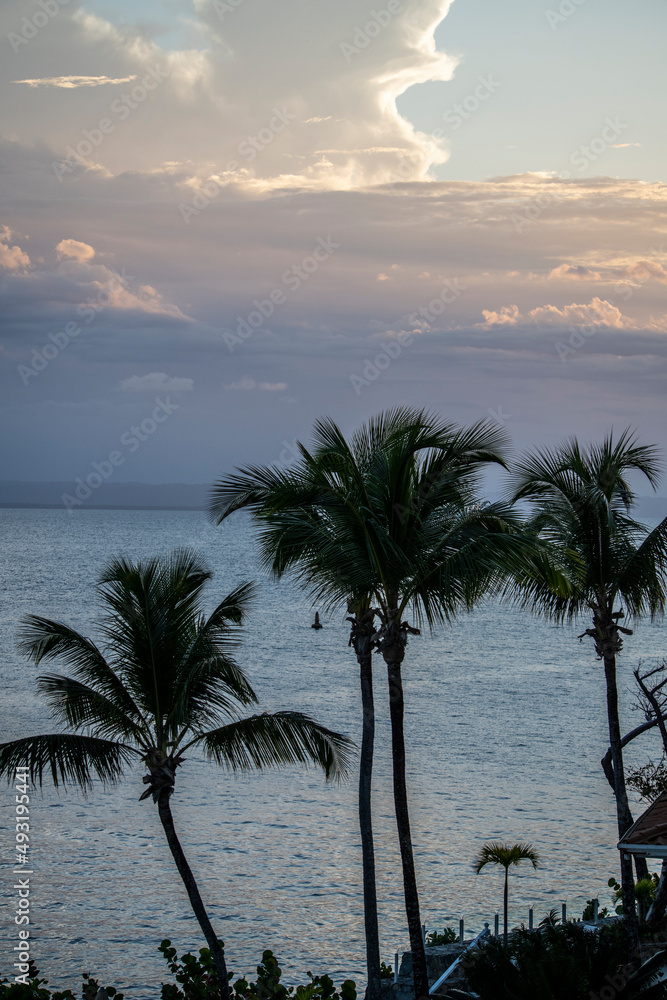 Obraz premium landscape with trees against the background of the sea and blue sky