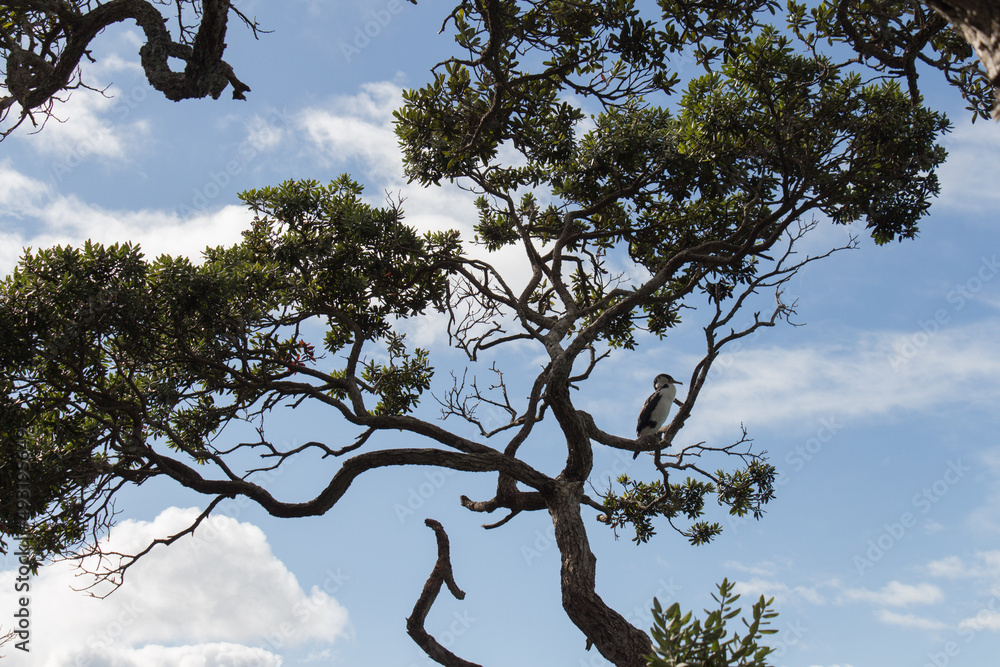 Pied cormorant on a tree branch, blue sky on background, New Zealand. Pied cormorant on a tree branch, blue sky on background, New Zealand.