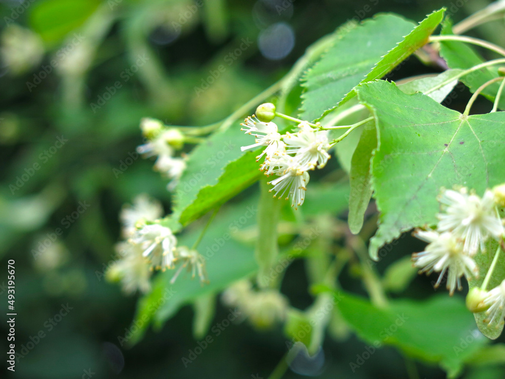 branch of a linden tree blooms in spring