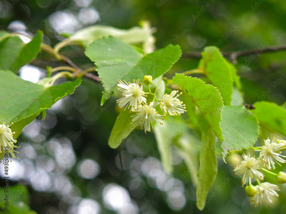 branch of a linden tree blooms in spring branch of a linden tree blooms in spring