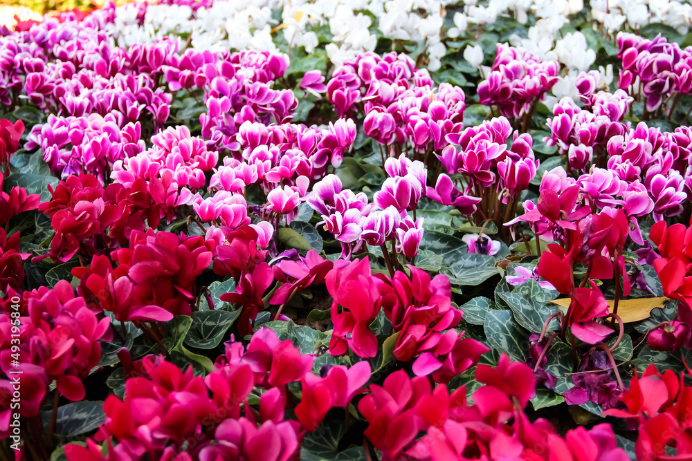 Fototapeta premium Cyclamen perscum mill flowers blooming in natural colorful garden of park background