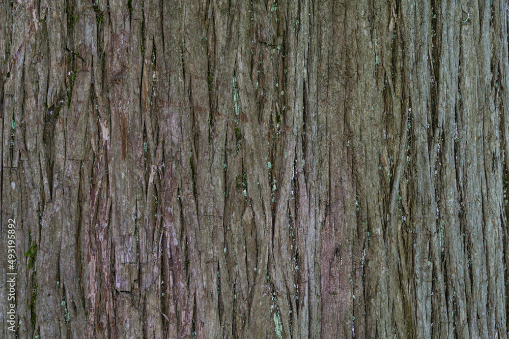 Textured bark of Taxodium mucronatum (Taxodium Huegelii Lawson), commonly known as Montezuma bald cypress. This large evergreen tree grows in Arboretum Park Southern Cultures in Sirius (Adler) Sochi. Textured bark of Taxodium mucronatum (Taxodium Huegelii Lawson), commonly known as Montezuma bald cypress. This large evergreen tree grows in Arboretum Park Southern Cultures in Sirius (Adler) Sochi.