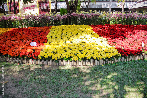 Colorful yeloow and red begonia flowers blooming and bamboo fence in garden of park background photo