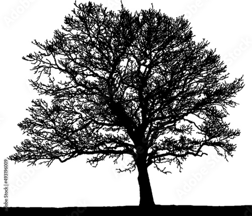 Black vector image of a silhouette of a big  tree in winter  isolated on a white background.