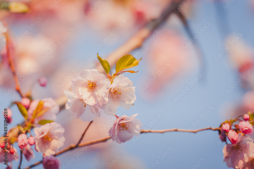 Selective focus of beautiful branches of pink Cherry blossoms on the tree under blue sky. Beautiful Sakura flowers during spring season in the park. Nature floral background. Selective focus of beautiful branches of pink Cherry blossoms on the tree under blue sky. Beautiful Sakura flowers during spring season in the park. Nature floral background.