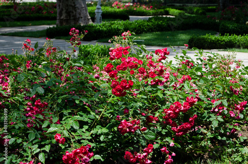 Fototapeta Naklejka Na Ścianę i Meble -  Beautiful red roses bush in garden at summer day