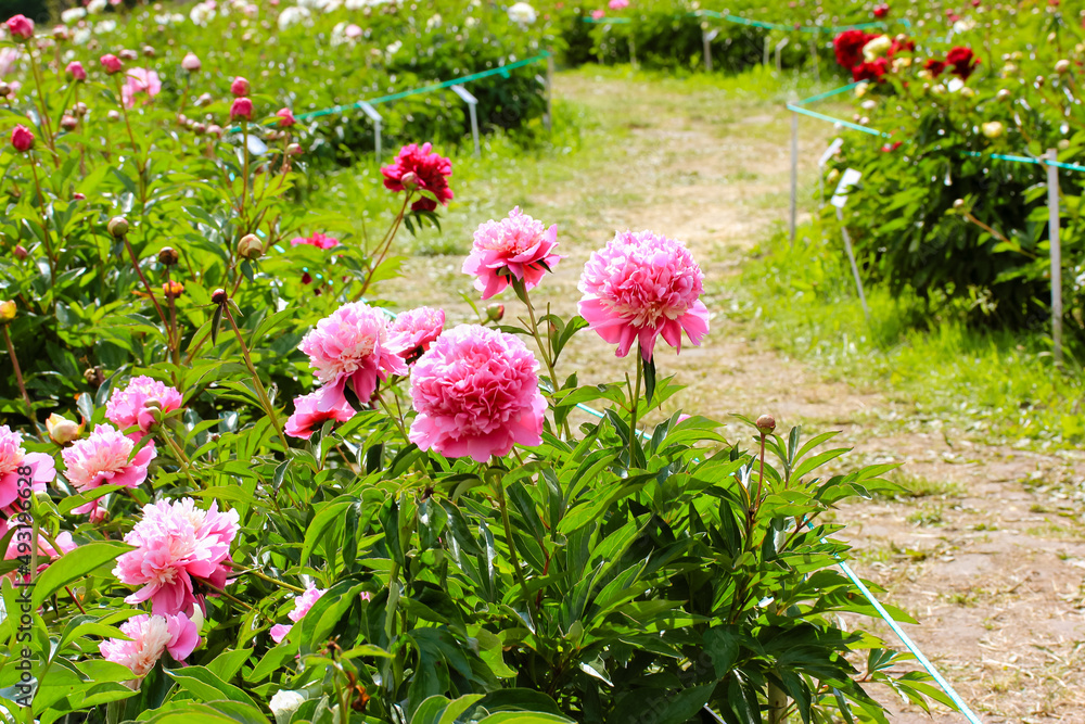 Open buds of pink delicate peony flowers in full bloom a spring botanical garden. Peony plantation at sunny day. Summer flowers. A path for a walk in a green park at summertime. Blossoming landscape.