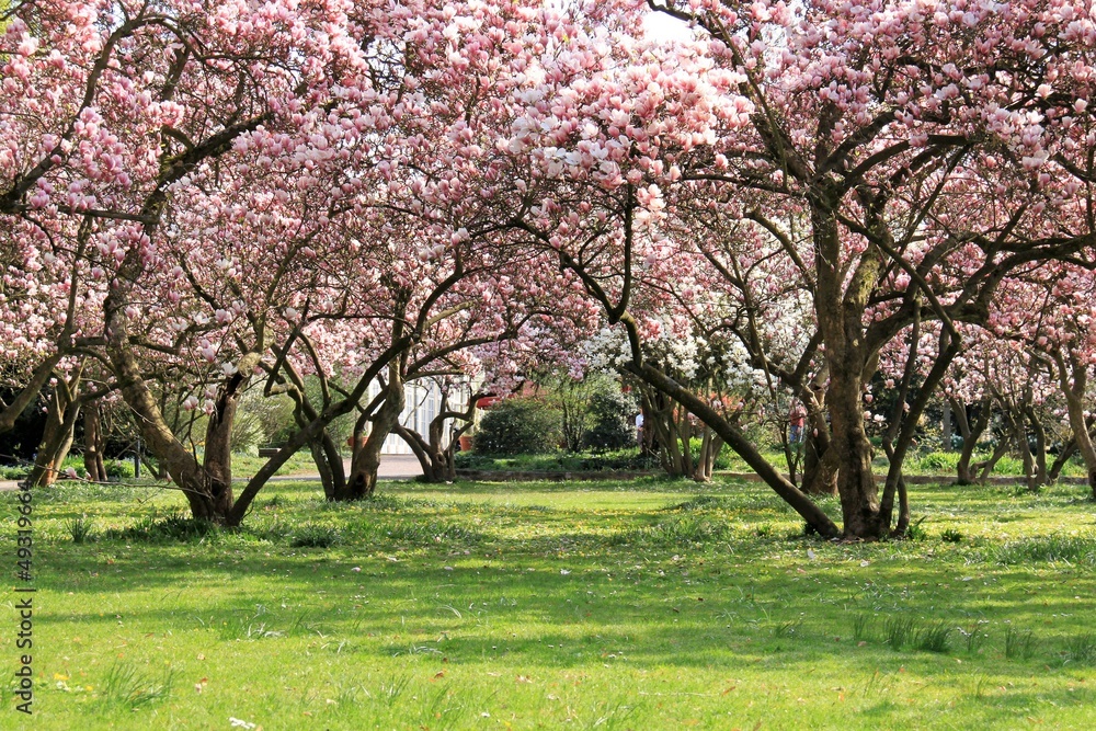 Fototapeta premium beautiful flowering magnolia trees in a park