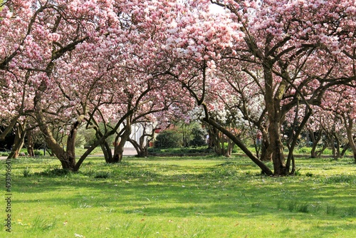 beautiful flowering magnolia trees in a park