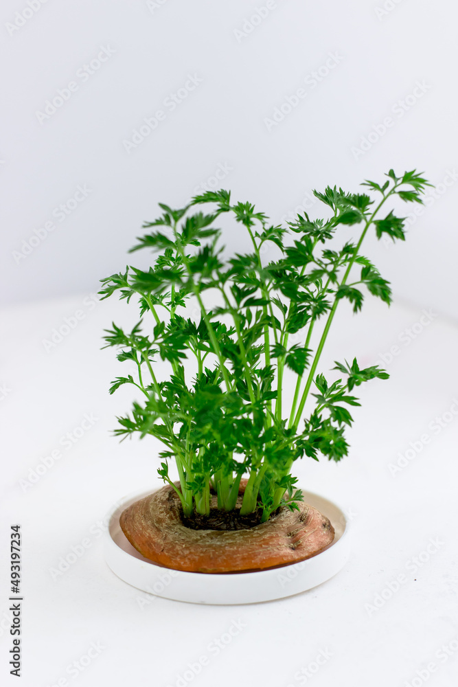 Sprouted carrot greens. Food for parrots. Microgreens at home Sprouted carrot greens. Food for parrots. Microgreens at home