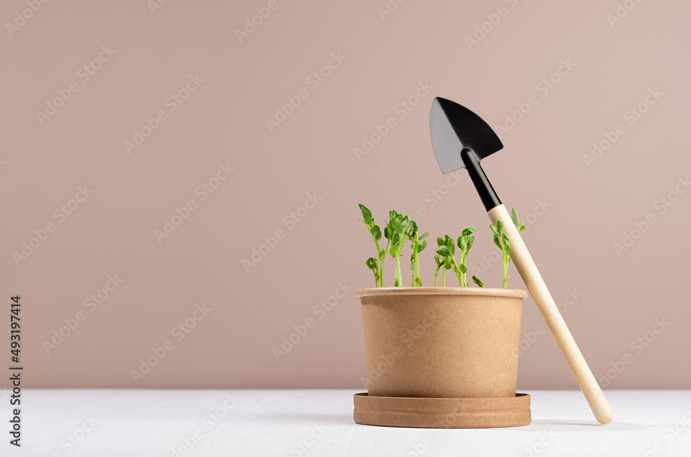 Young sprout potted in pot with shovel for gardening on white wood table and beige wall. Earth day background. Young sprout potted in pot with shovel for gardening on white wood table and beige wall. Earth day background.