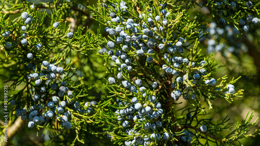 Close-up of beautiful branch of Juniperus virginiana tree or Pencil Cedar with lot ripe blue berries. Selective focus of blue fruit Eastern Red Cedar tree in Goryachiy Klyuch park. Nature concept