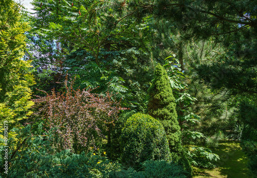 Beautiful landscaped garden with evergreens. Example using purple barberry, green Picea glauca Conica and boxwood Buxus, juniper Juniperus squamata Blue carpet amd pines on background. Selective focus