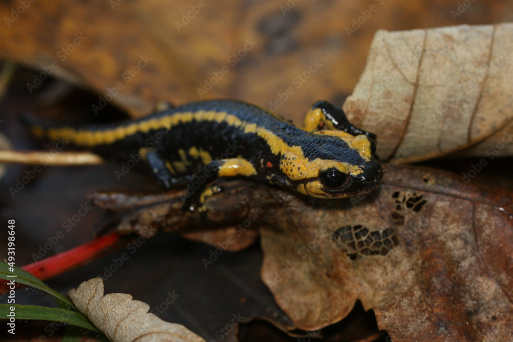 Fire salamander juvenile with a red spot Fire salamander juvenile with a red spot