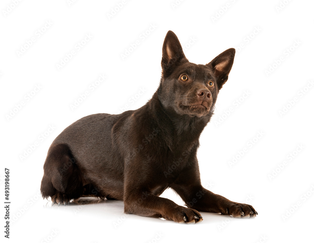 Australian Kelpie in studio Australian Kelpie in studio