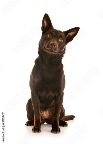 Australian Kelpie in studio photo