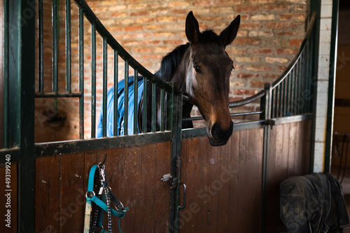 Konstfotografi Beautiful brown horse looking out of its box in stable
