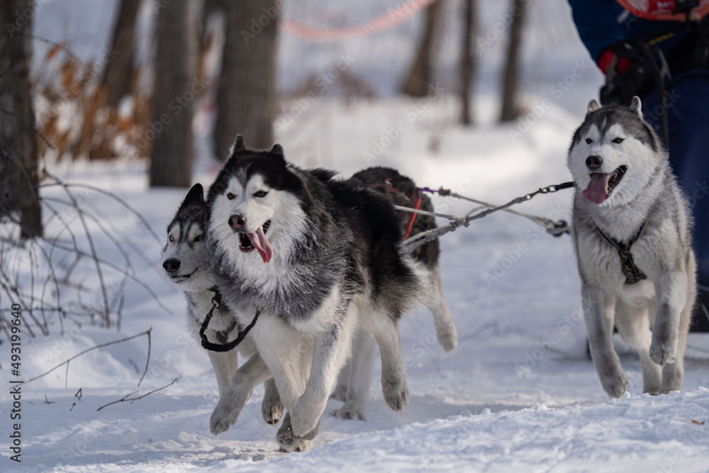Husky dogs in harness. Husky in winter. Husky dogs in harness. Husky in winter.