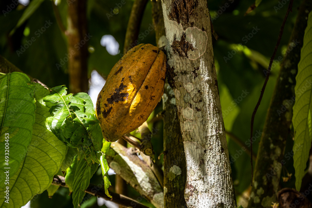 still life with tropical fruits on a shelf and hanging on a hook 