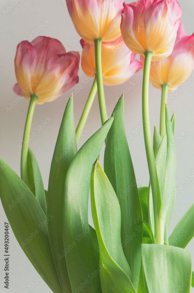 bouquet of tulips with focus on leaves bouquet of tulips with focus on leaves