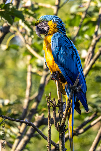 The Blue-and-yellow Macaw, Ara ararauna is a large South American parrot