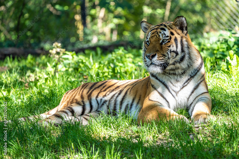The Siberian tiger,Panthera tigris altaica in a park The Siberian tiger,Panthera tigris altaica in a park