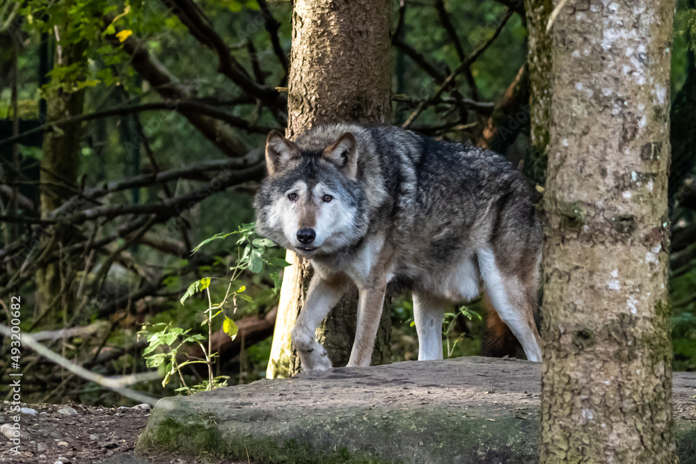Fototapeta premium European Grey Wolf, Canis lupus in a german park