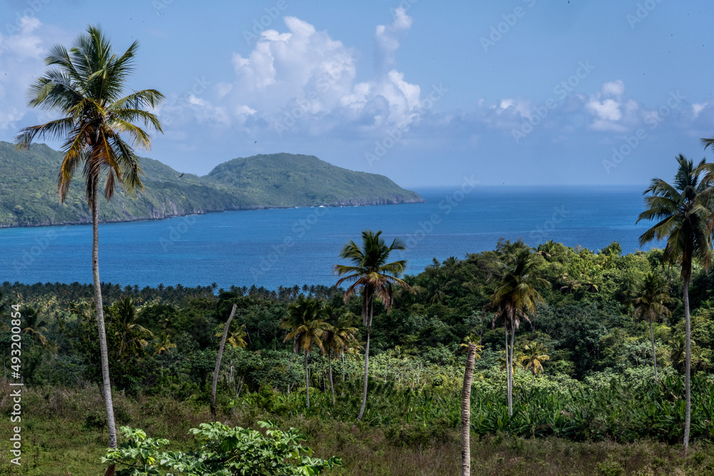 landscape with trees against the background of the sea and blue sky 