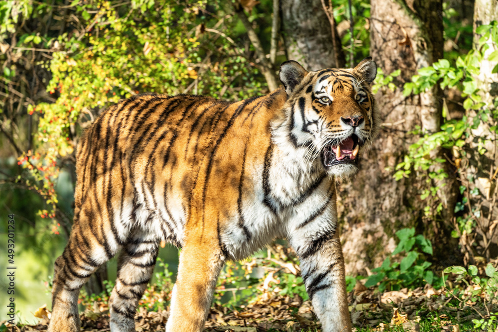 Obraz premium The Siberian tiger,Panthera tigris altaica in the zoo