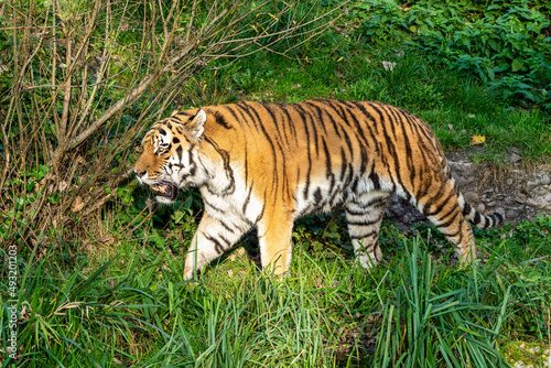 The Siberian tiger Panthera tigris altaica in the zoo