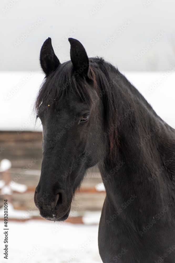Obraz premium portrait of a horse