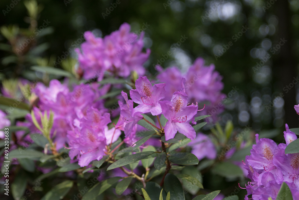 Rhododendron 