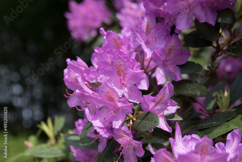 Rhododendron