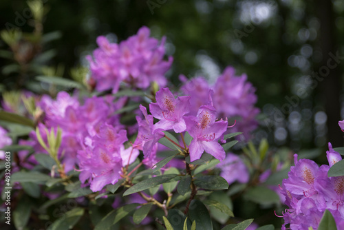 Rhododendron  © Sarah Pirke