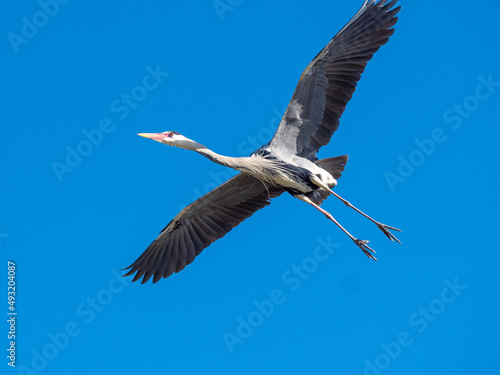 Grey heron  Ardea cinerea     Parc Ornithologique du Pont de Gau  Camargue   s Regional Natural Park  Arles  France