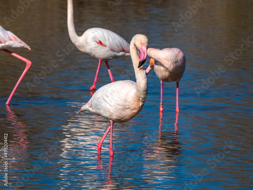Wild greater flamingos  Phoenicopterus roseus   Parc Ornithologique du Pont de Gau  Camargue   s Regional Natural Park  Arles  France