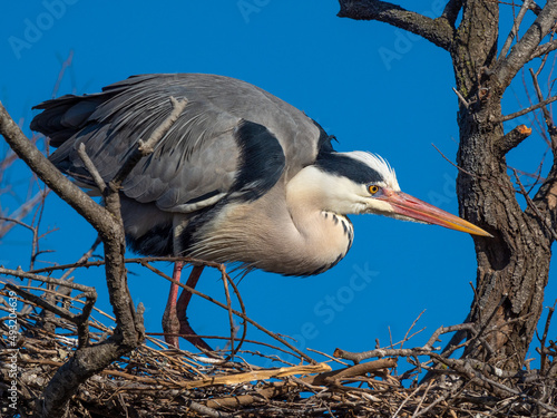 Photography Grey heron (Ardea cinerea), , Parc Ornithologique du Pont de Gau, Camargue’s Reg